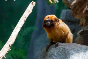 Can You Own an Exotic Animal in Arizona? Can You Own an Exotic Animal in Arizona?