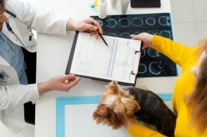 Gaining Expertise: Get To Know Vet Education Requirements in 2024 Gaining Expertise: Get To Know Vet Education Requirements in 2024