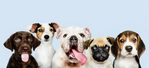 dog training in Mumbai  dog training in Mumbai